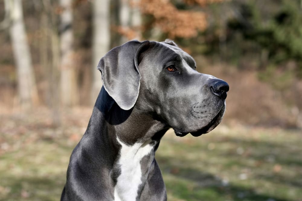 Немецкий дог смотрит в сторону