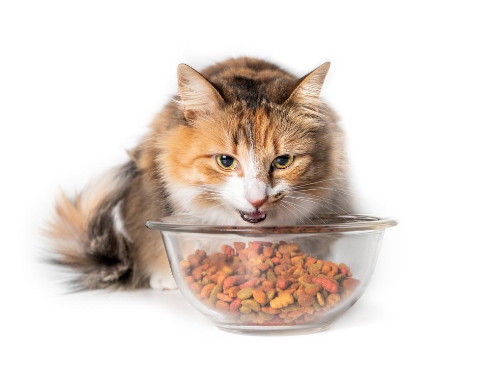 Корм для кошек с чувствительным пищеварением: выбор и правила кормления