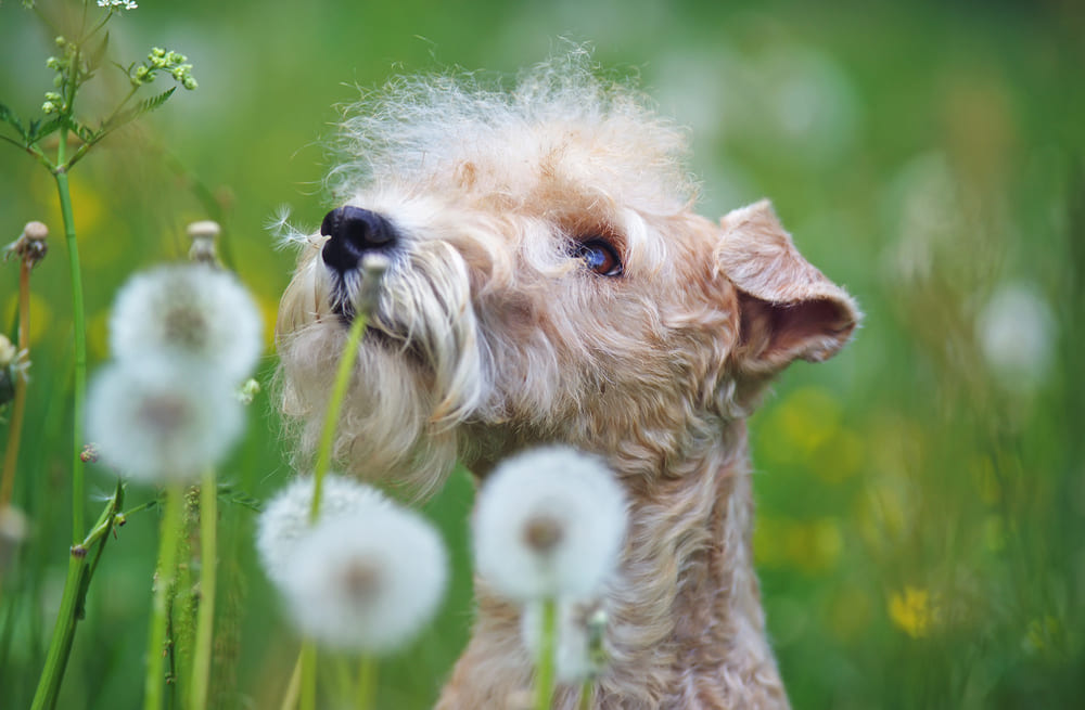 Лейкленд-терьер среди одуванчиков
