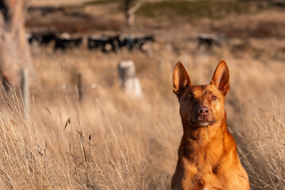 Рыжая келпи