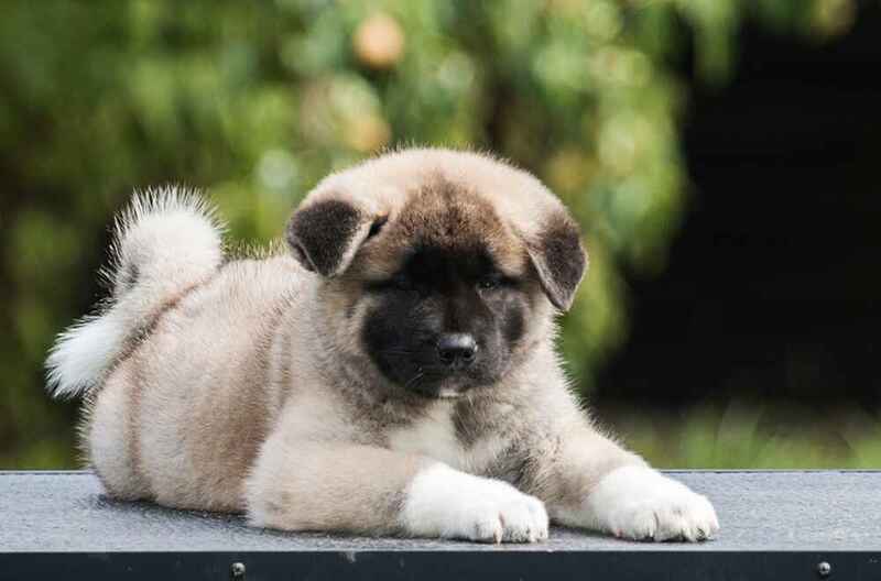 Щенок американской акиты с темной мордой