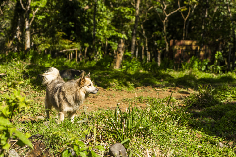 Исландская овчарка характерного окраса