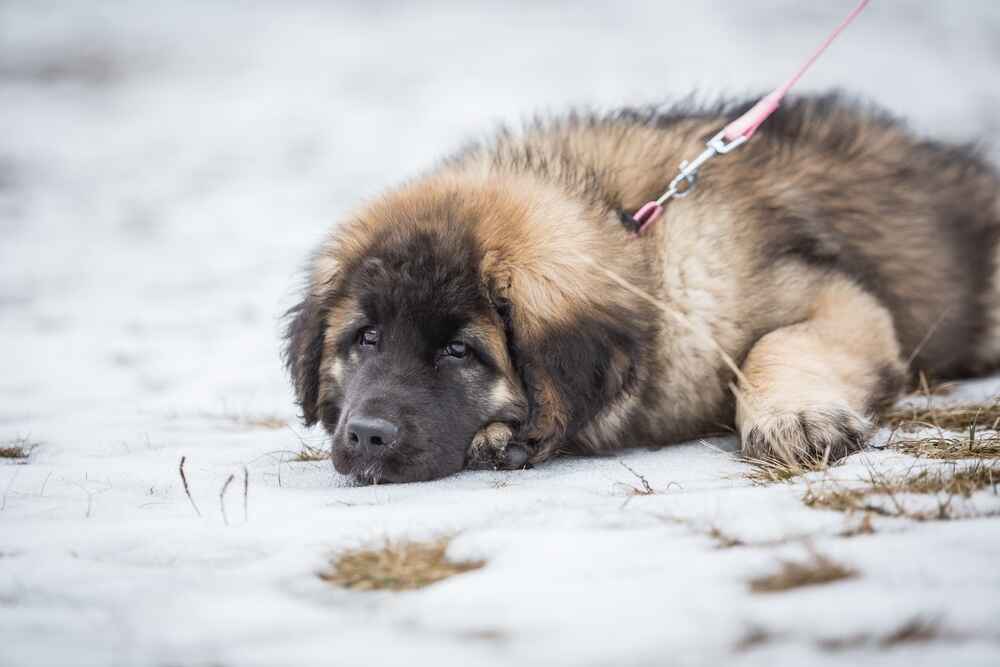 Щенок леонбергера