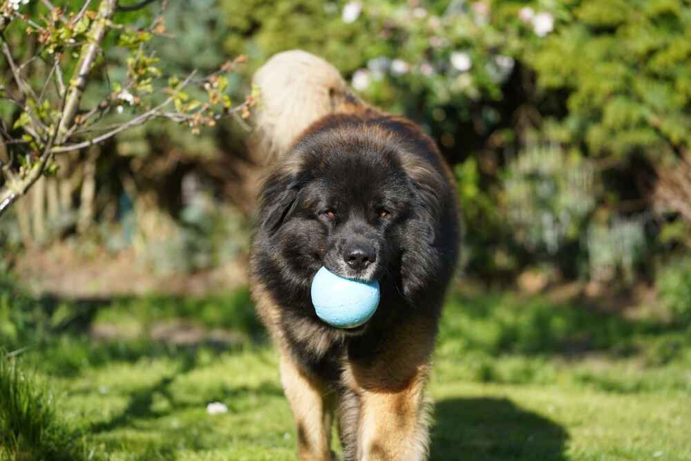 Леонбергер на природе