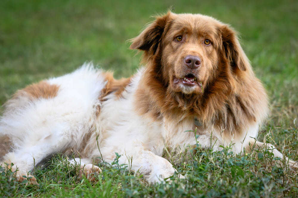 Каракачанская собака