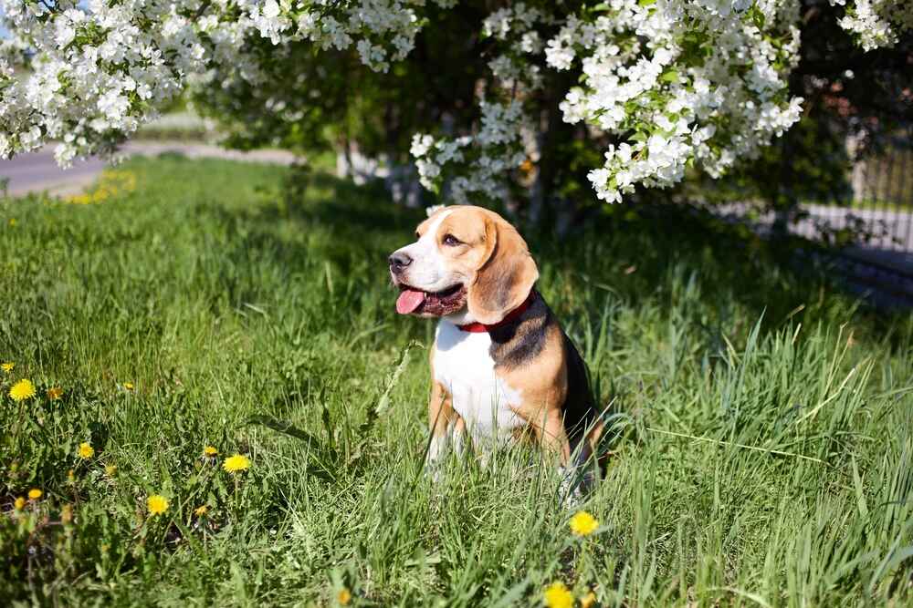 Бигль в саду