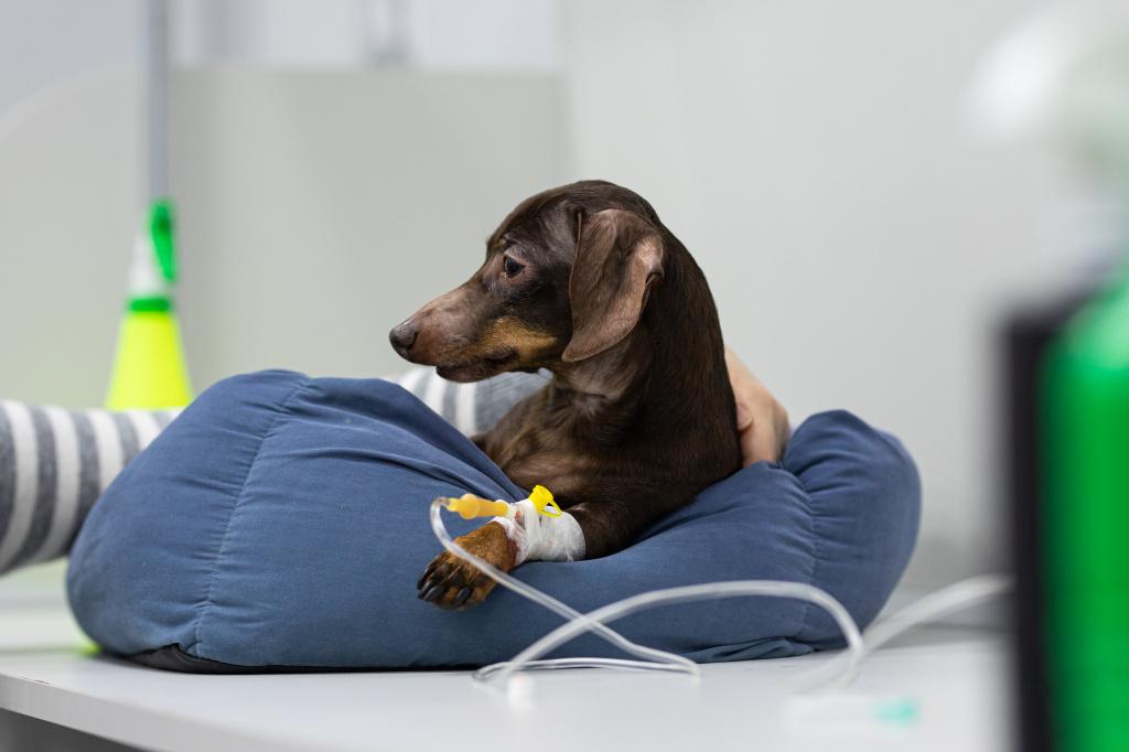 Парвовирусная инфекция у собак: опасность для щенков и взрослых особей