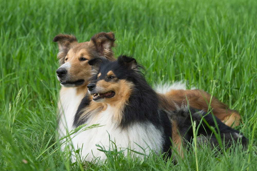 Собака шотландский колли