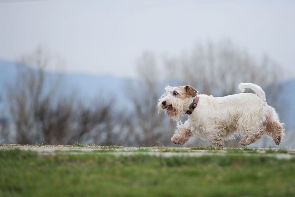 Силихем-терьер на улице
