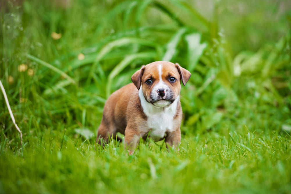 Staffordshire bull terrier