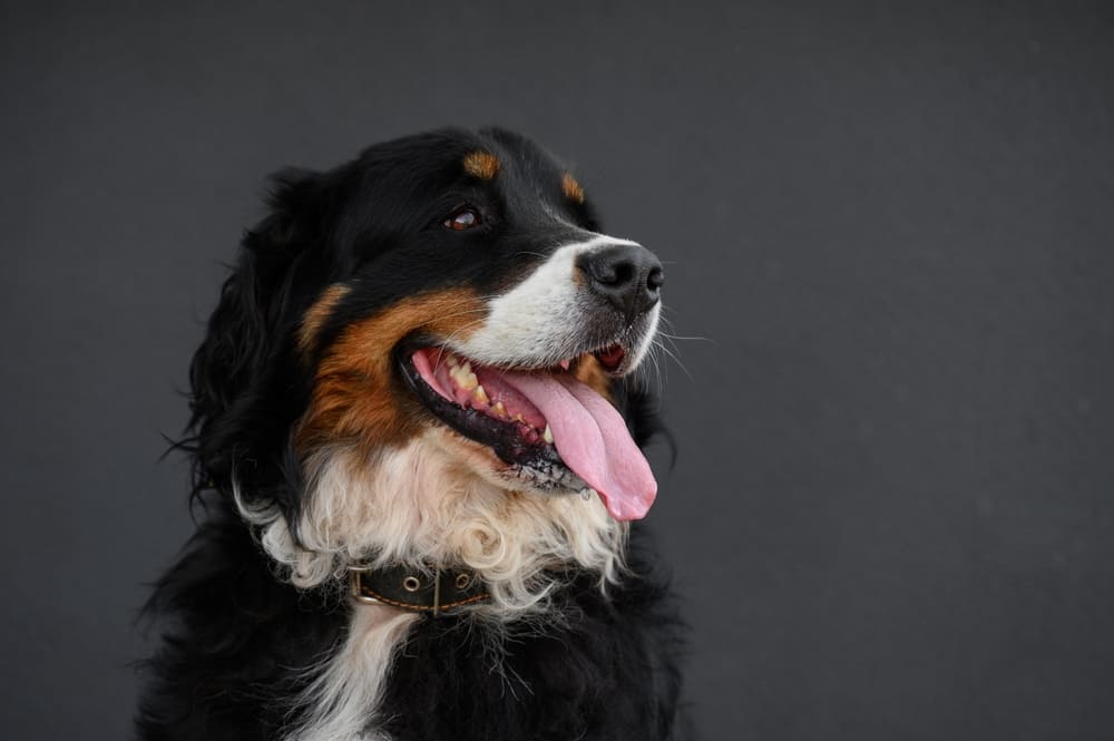 Это порода собак зенненхунд