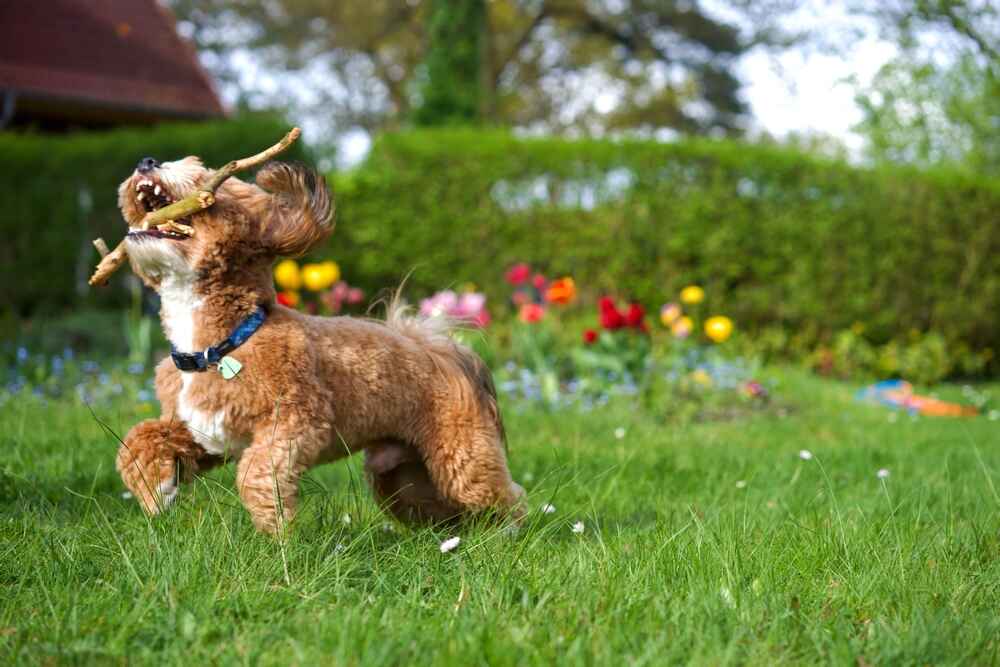 Милый гаванский бишон