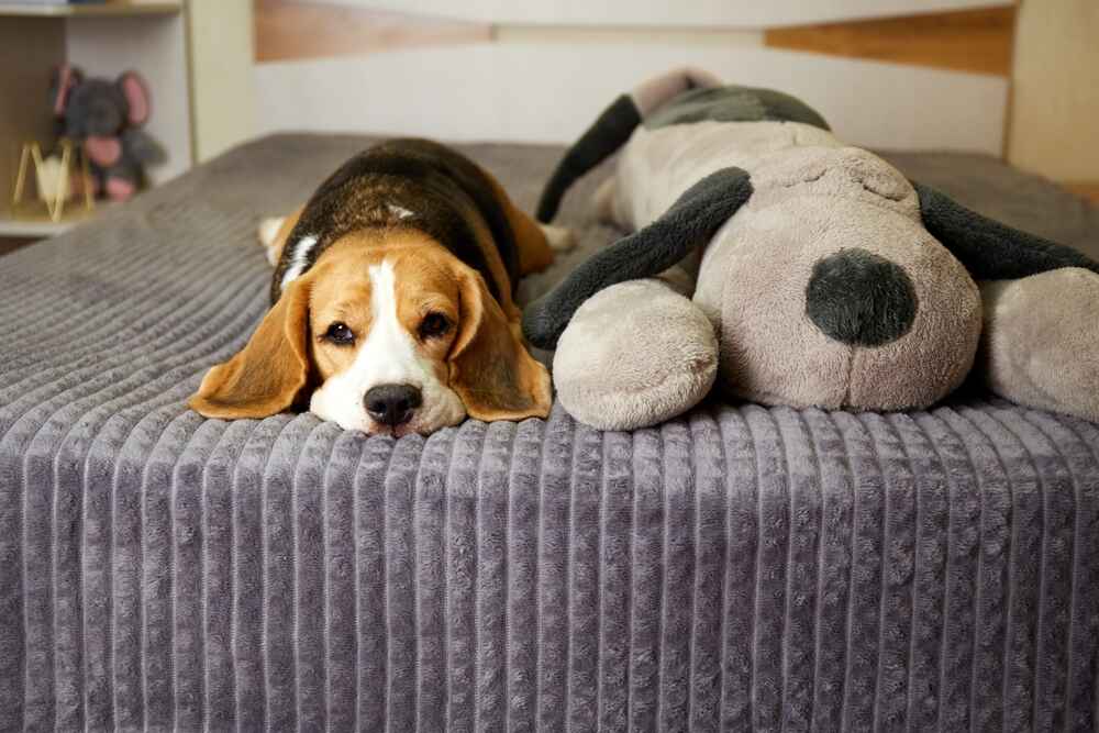 Это очень милый бигль