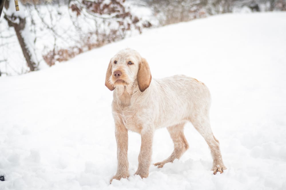 Спиноне итальяно зимой