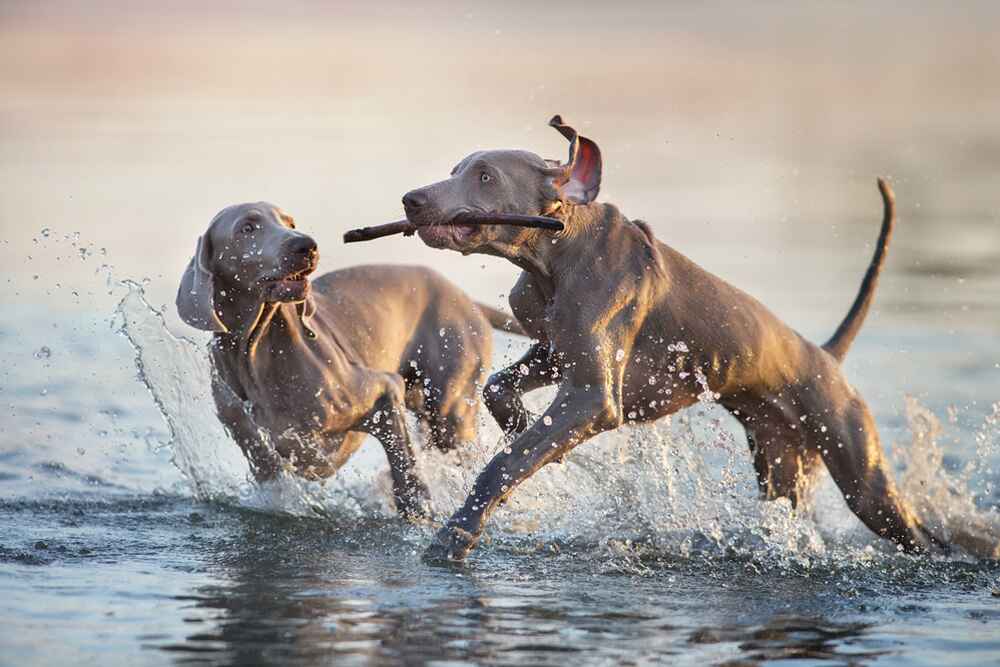 Веймаранеры в озере
