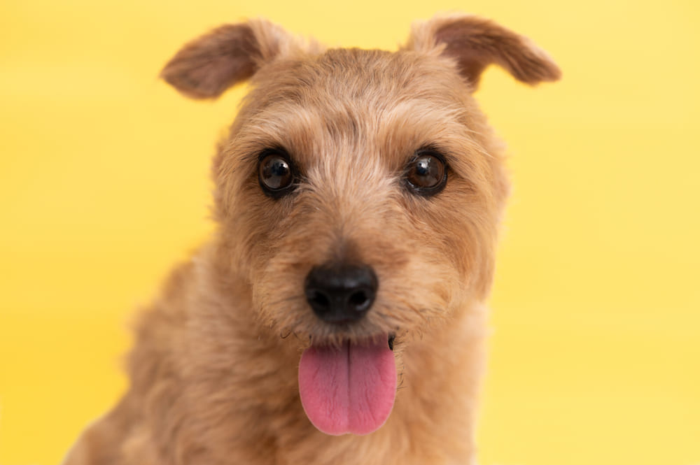 Норфолк-терьер на желтом фоне