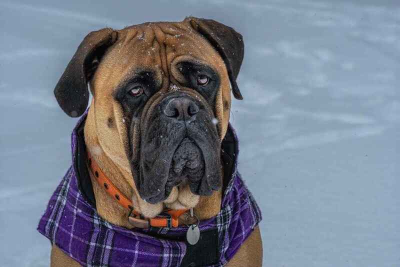 Морда взрослого бульмастифа