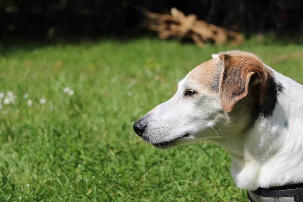 Токсоплазмоз у собак: симптомы и лечение, опасность для людей