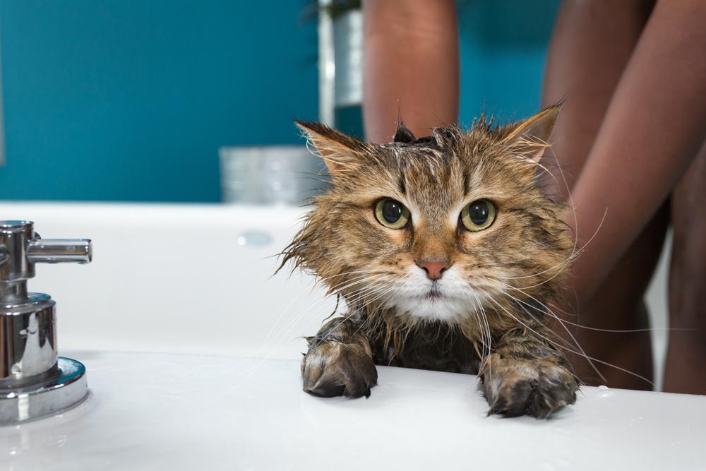 Какие кошки любят воду: ТОП-10 пород