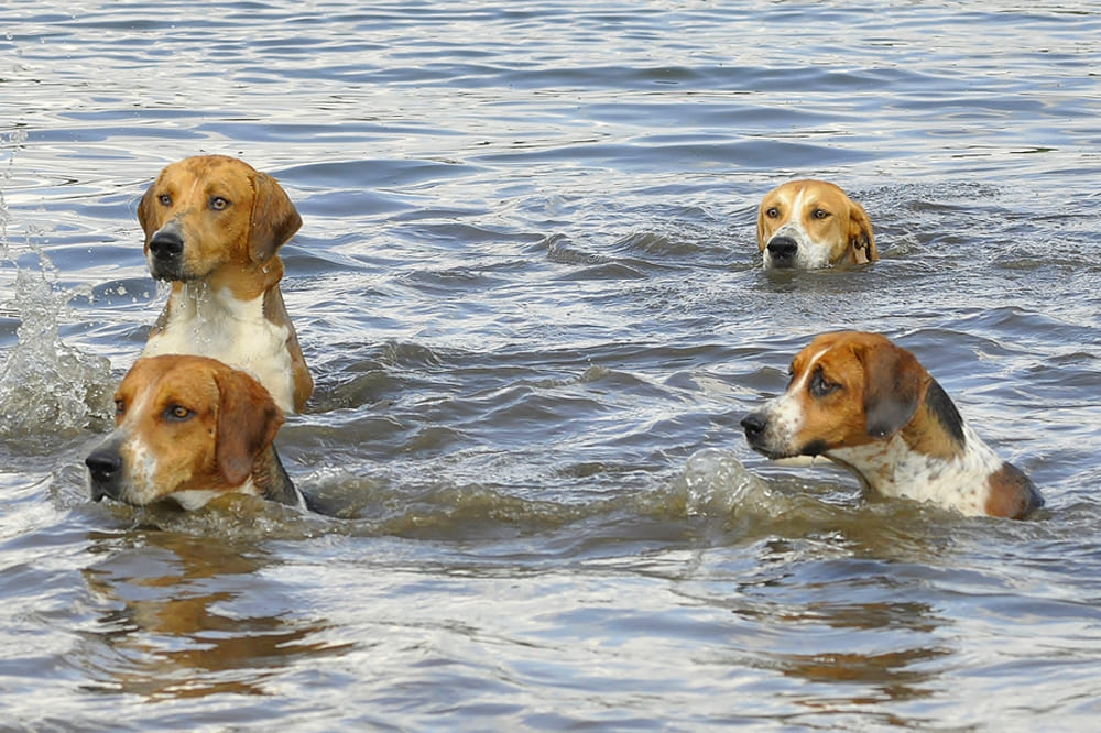 Несколько фоксхаундов в воде
