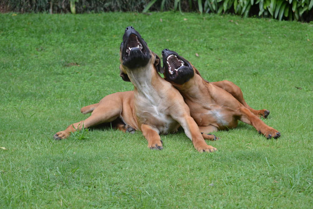 Два бурбуля