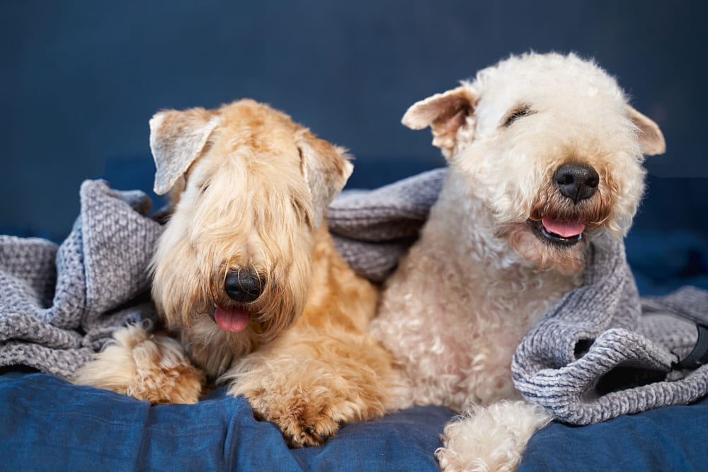 Ирландские мягкошерстные пшеничные терьеры 