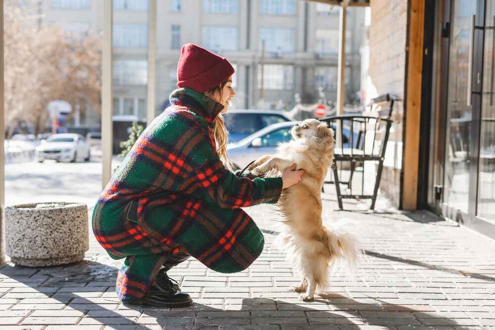 Тибетский спаниель гуляет
