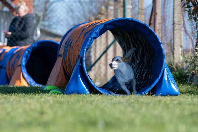 Быстрый паттердейл-терьер на соревновании