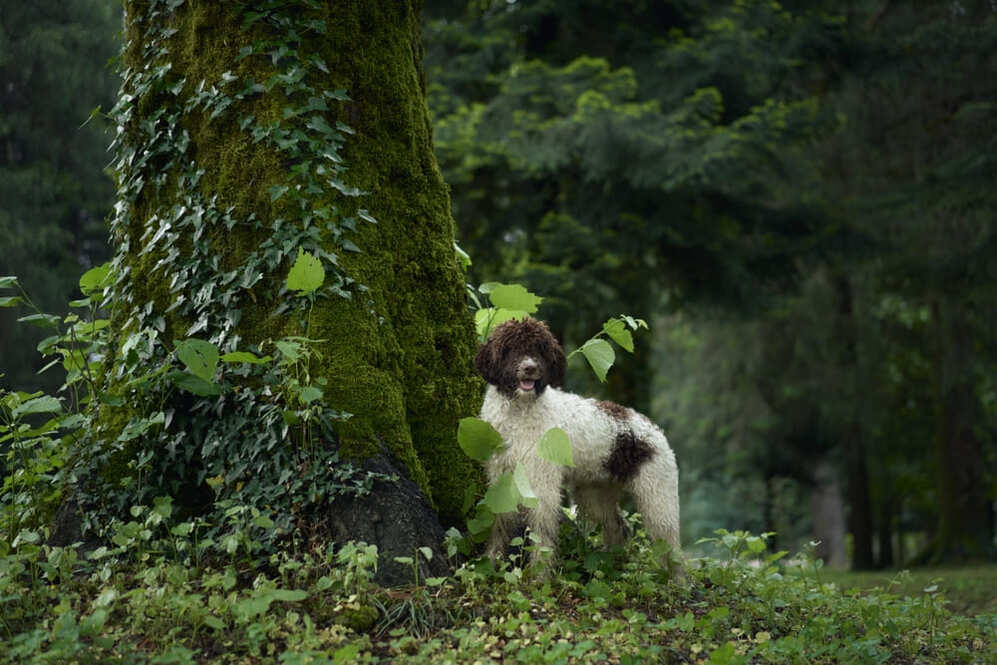 Изображениe — Это собака породы лаготто романьоло Это собака породы лаготто романьоло