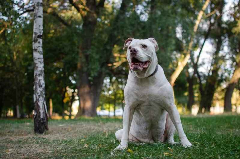 Амбуль сидит