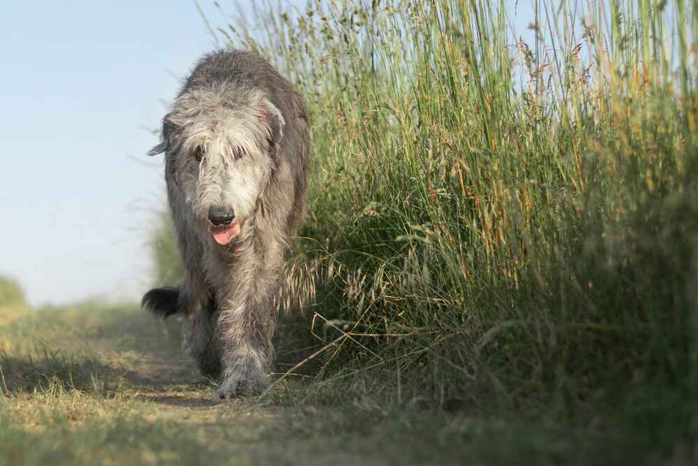 Ирландский волкодав летом