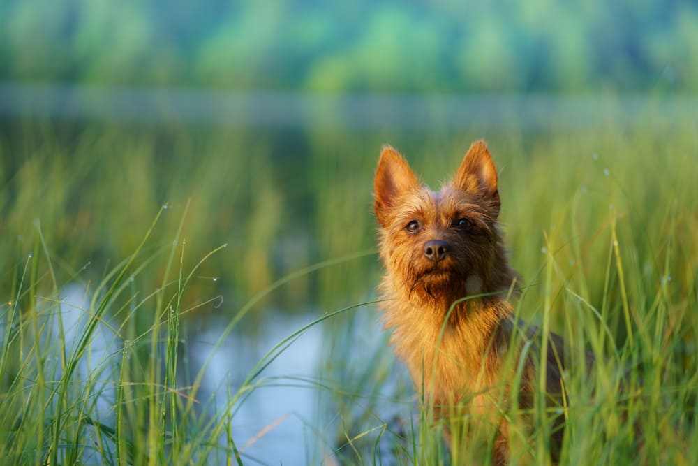 Австралийский терьер у водоема
