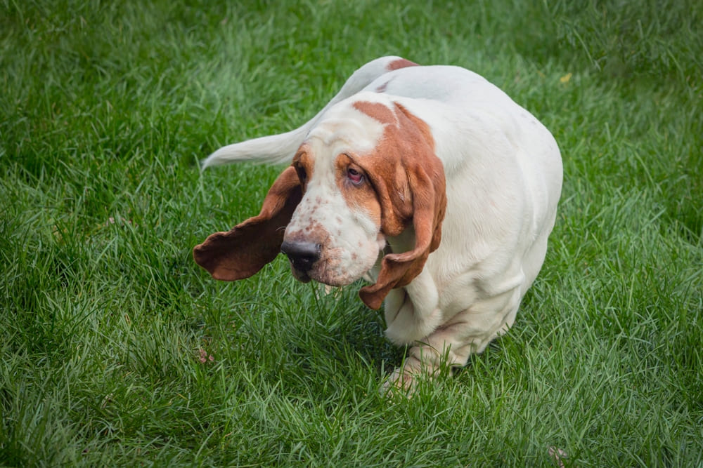 Описание породы бассет-хаунд можно найти в стандарте
