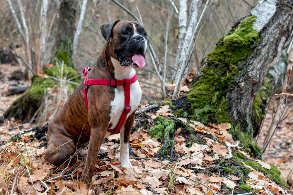 Характеристика собаки боксера есть в стандарте