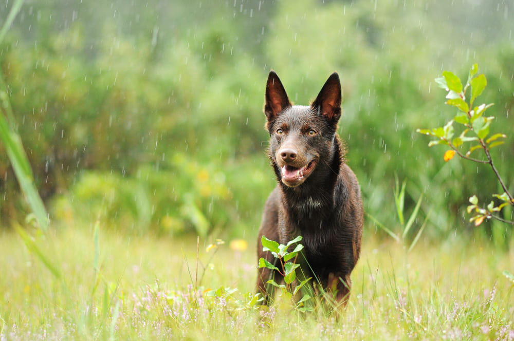 Порода келпи