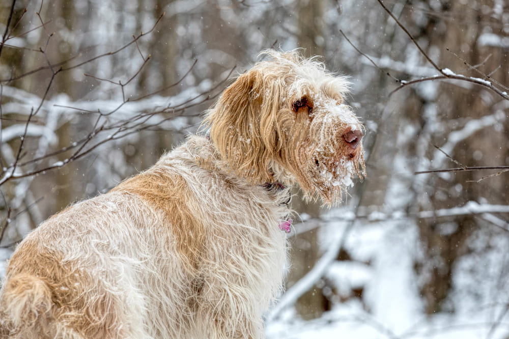 Итальянский спиноне на охоте