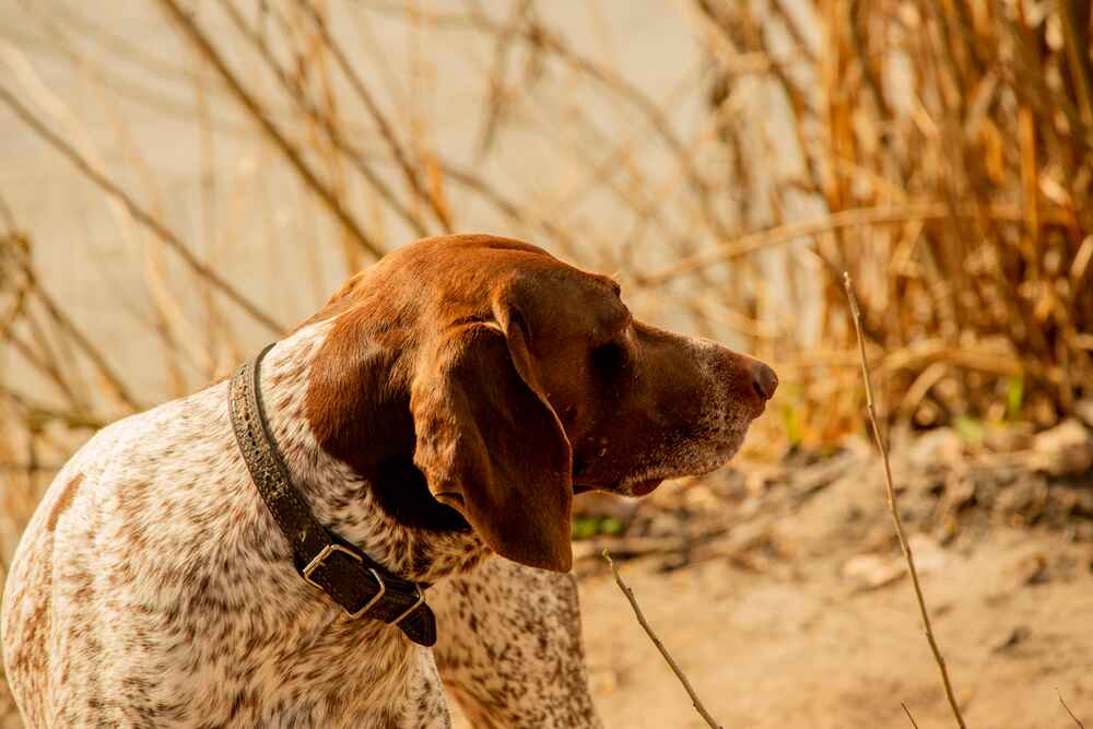 Изображениe — Курцхаар коричневого цвета Курцхаар коричневого цвета
