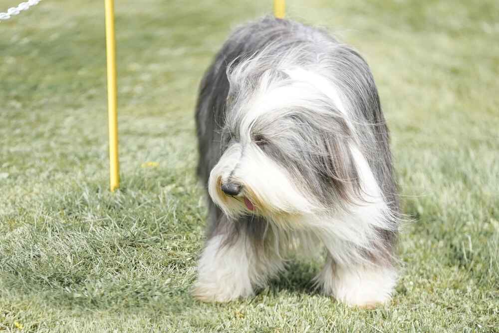 Гуляющий бородатый колли