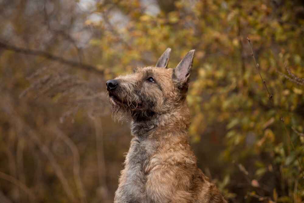 Профиль лакенуа
