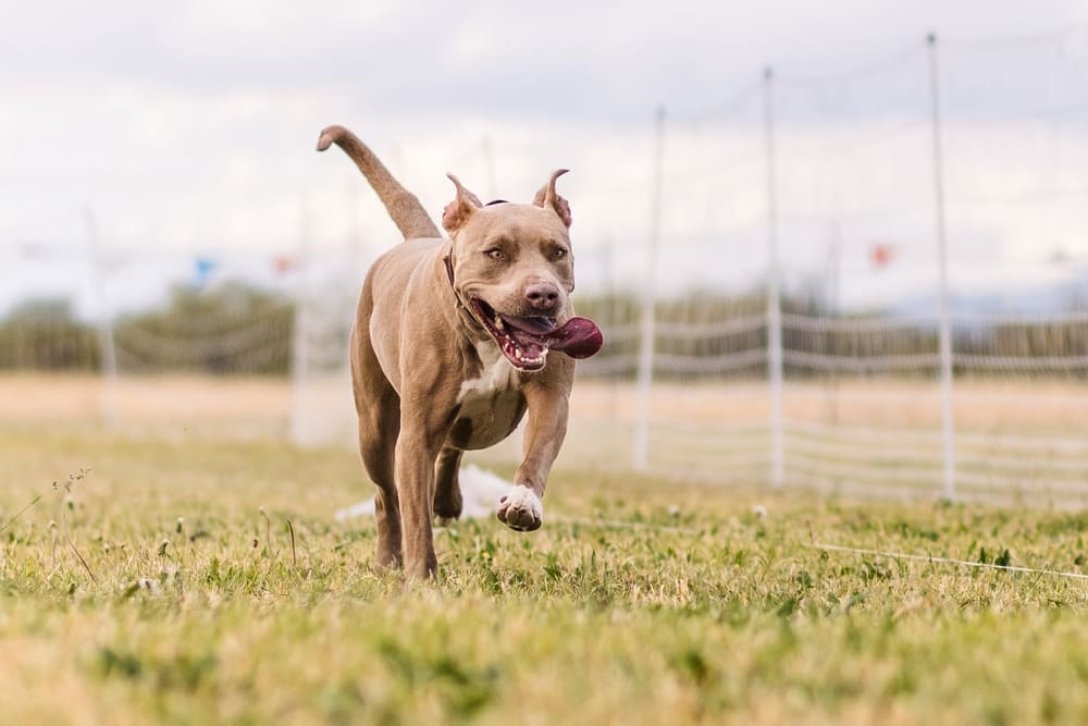 Порода питбуль