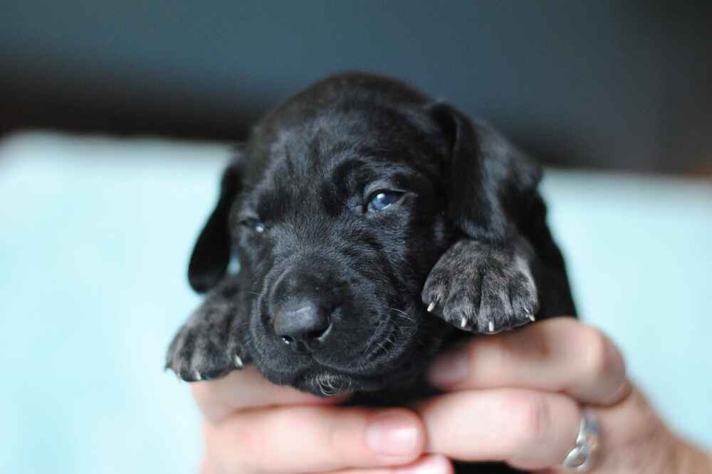 Изображениe — Новорожденный щенок курцхаара Новорожденный щенок курцхаара