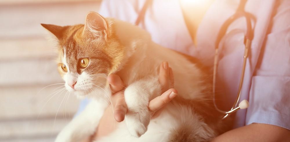 Саркома у кошек: разновидности и лечение