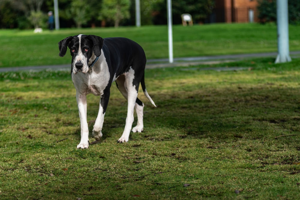 Немецкий дог гуляет