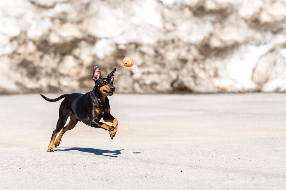Это собака манчестер-терьер