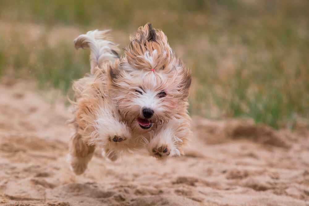 Красивый щенок гаванского бишона