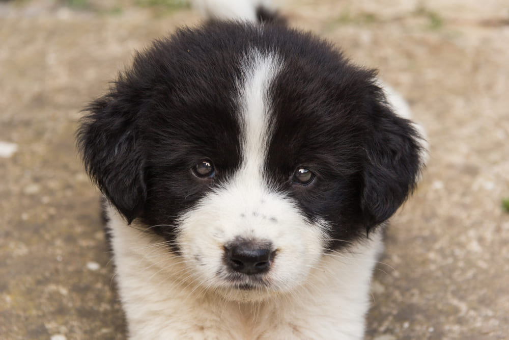 Портрет щенка болгарской овчарки