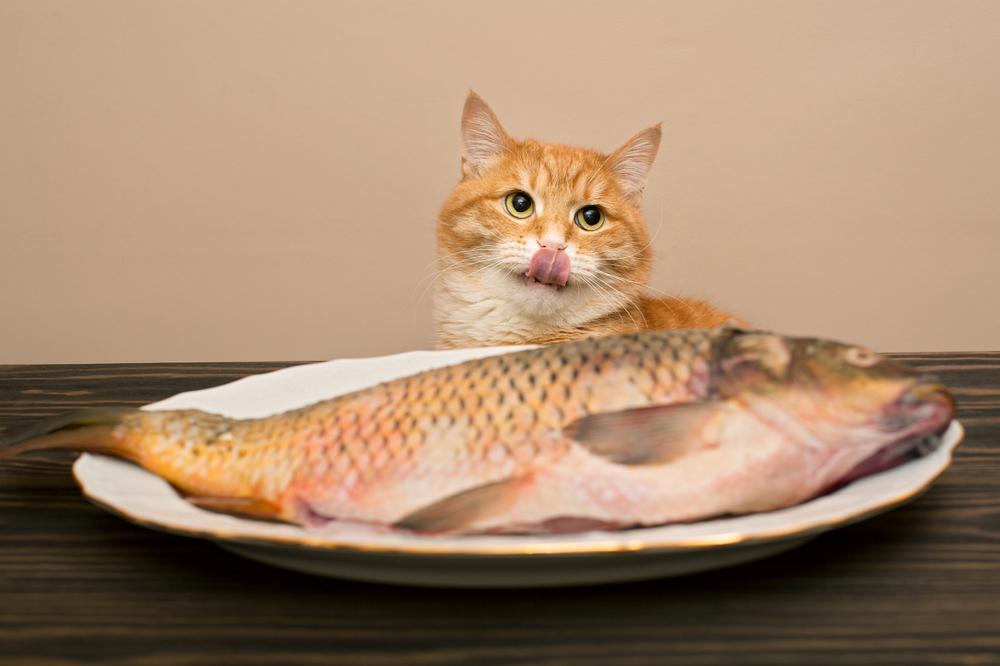 Почему большинство кошек и котов любит рыбу