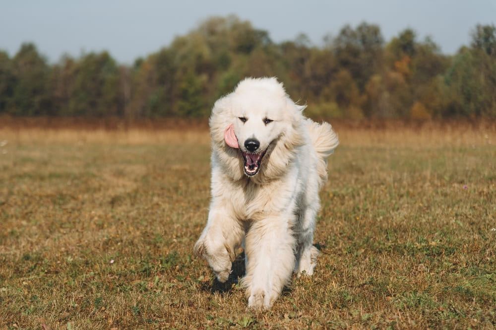 Красивый пиренейский горный пес