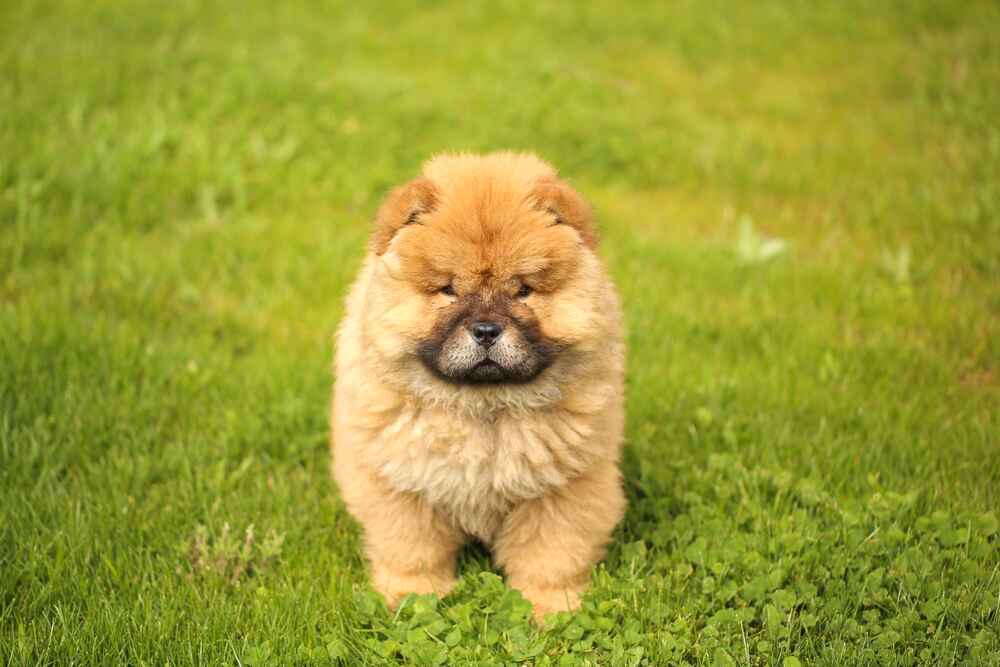 Изображениe — Красивый щенок чау-чау Красивый щенок чау-чау