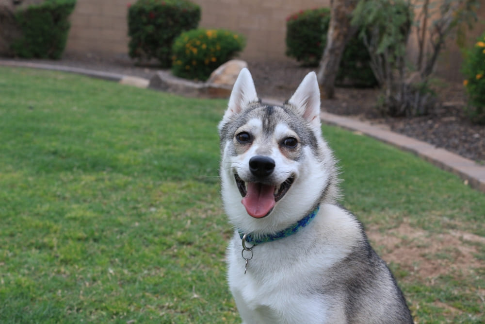 Аляскинский кли-кай гуляет